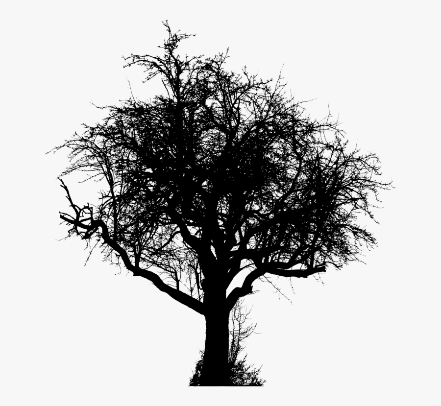 Plant,blackandwhite,tree - Gambar Pohon Bayangan Hitam, Transparent Clipart