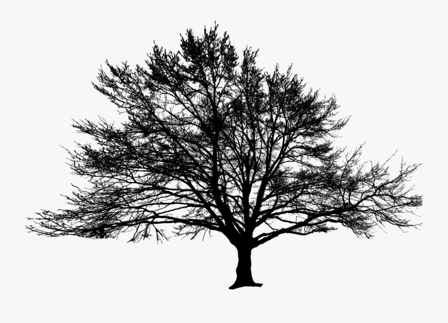 American Larch,white Pine,plant - Oak, Transparent Clipart