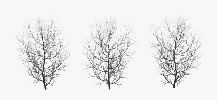 Pic Arts - Winter Trees Png, Transparent Clipart