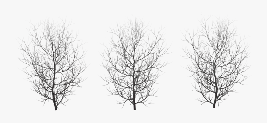 Pic Arts - Winter Trees Png , Free Transparent Clipart - ClipartKey