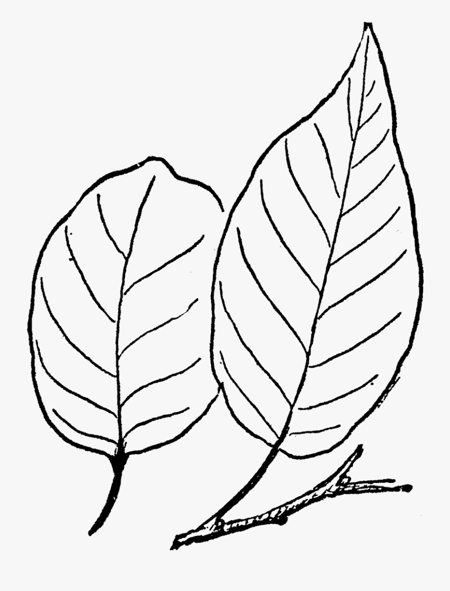 Line Art, Transparent Clipart