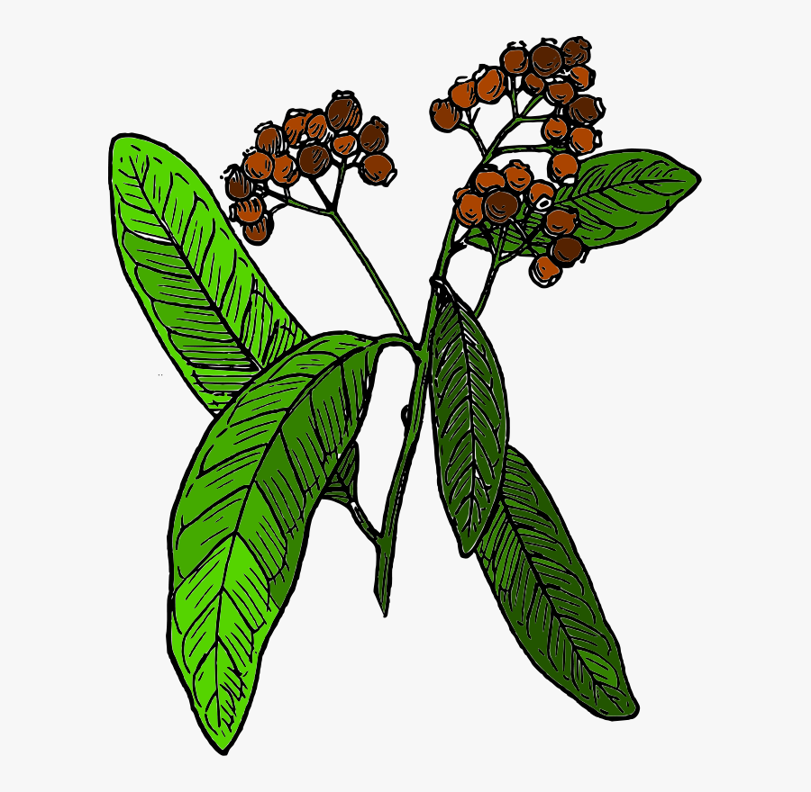 Botany Clip Art Download - Allspice Clipart, Transparent Clipart