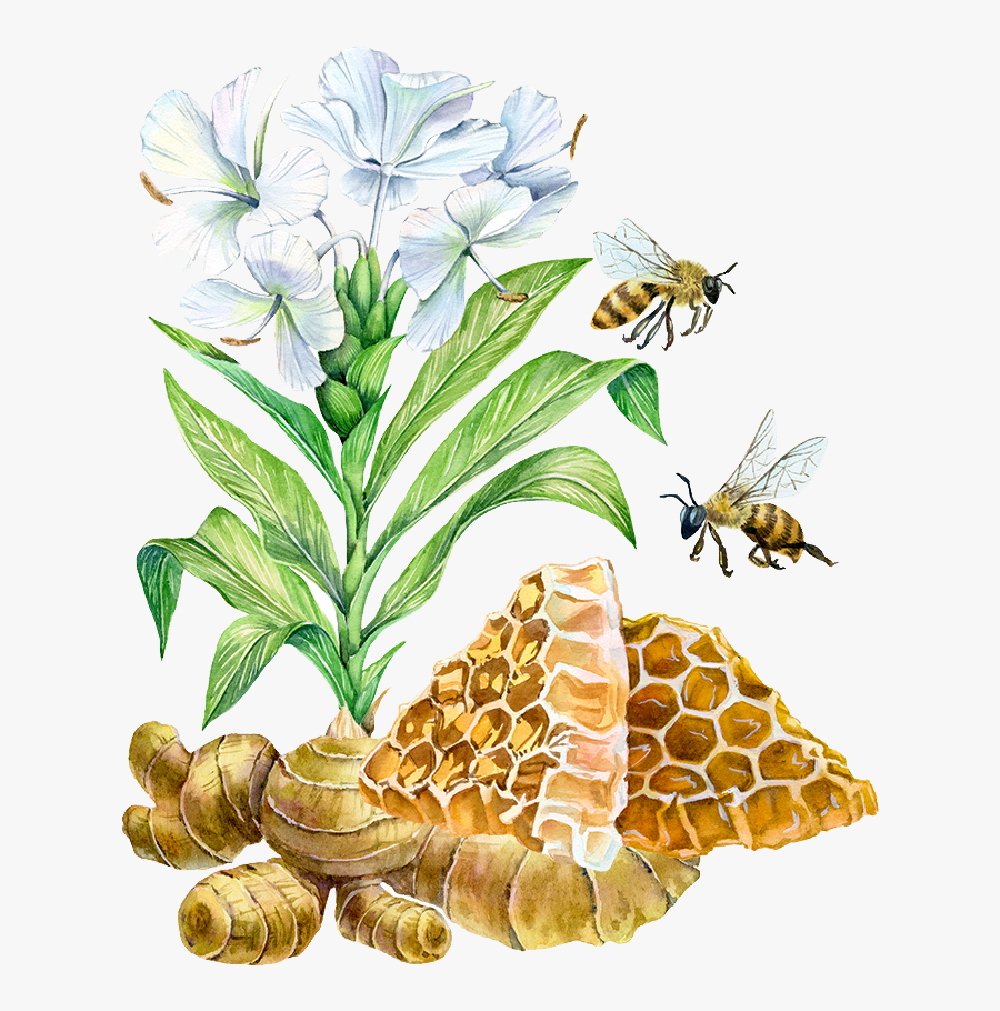 Honey Botanical Illustration , Transparent Cartoons - Watercolor Honey Bee On Flower, Transparent Clipart