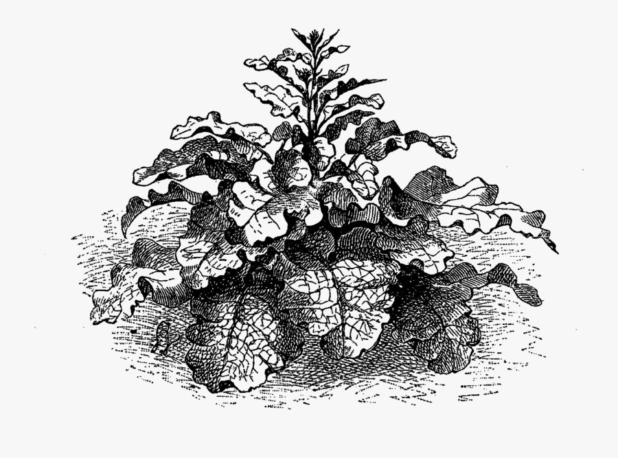 Illustration, Transparent Clipart