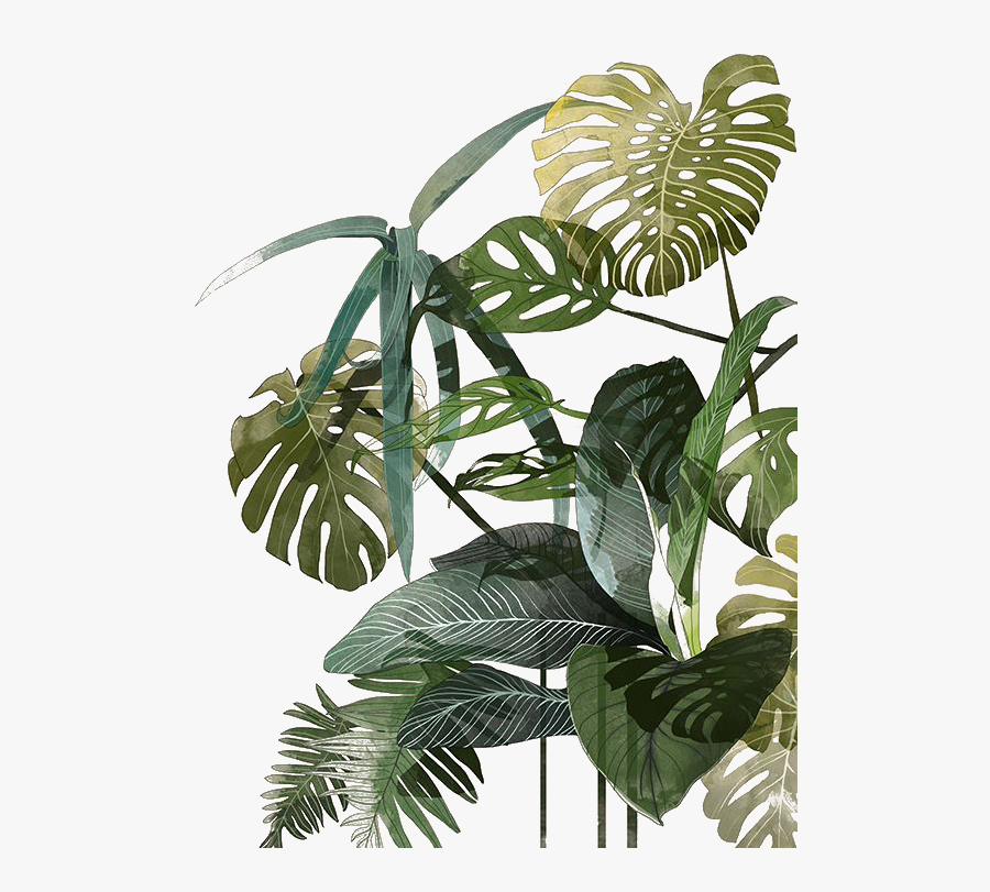 Leaf Botanical Illustration Watercolor Palm Tropics - Vegetation Illustration, Transparent Clipart