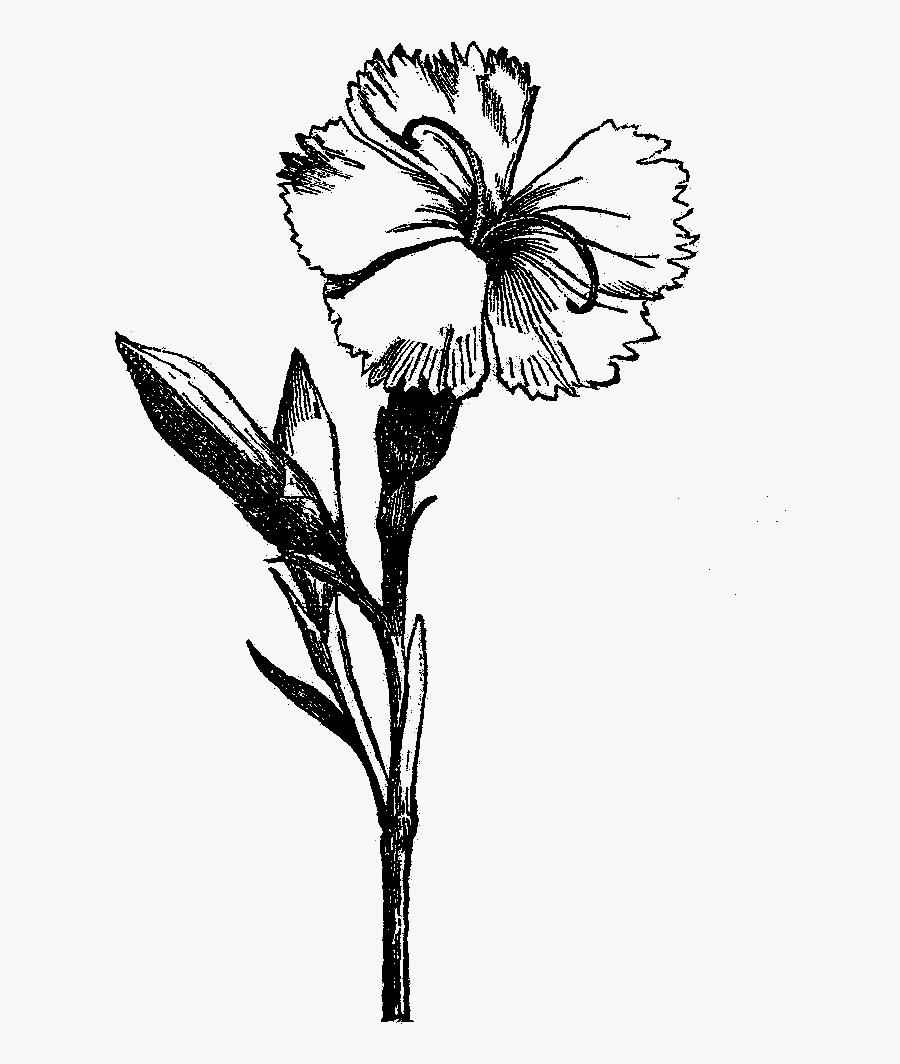 Flower Drawing Visual Arts Black And White - Black And White Flower Png, Transparent Clipart