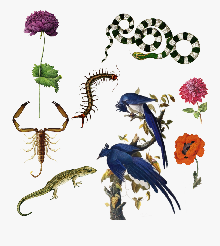 Jean Jacques Audubon Les Oiseaux D Amérique, Transparent Clipart