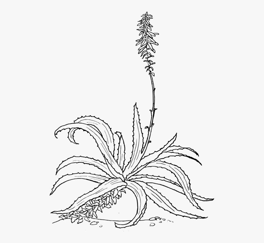 Aloe Vera Drawing Candelabra Aloe Botany Aloe Arborea - Aloe Drawing, Transparent Clipart
