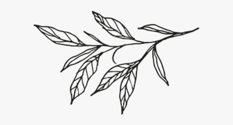 Drawn Leaf Botanical - Sketch, Transparent Clipart