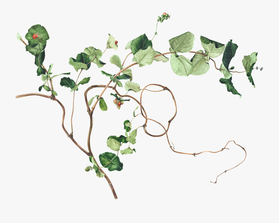 Twig Drawing Botanical - Ivy Botanical Illustration, Transparent Clipart