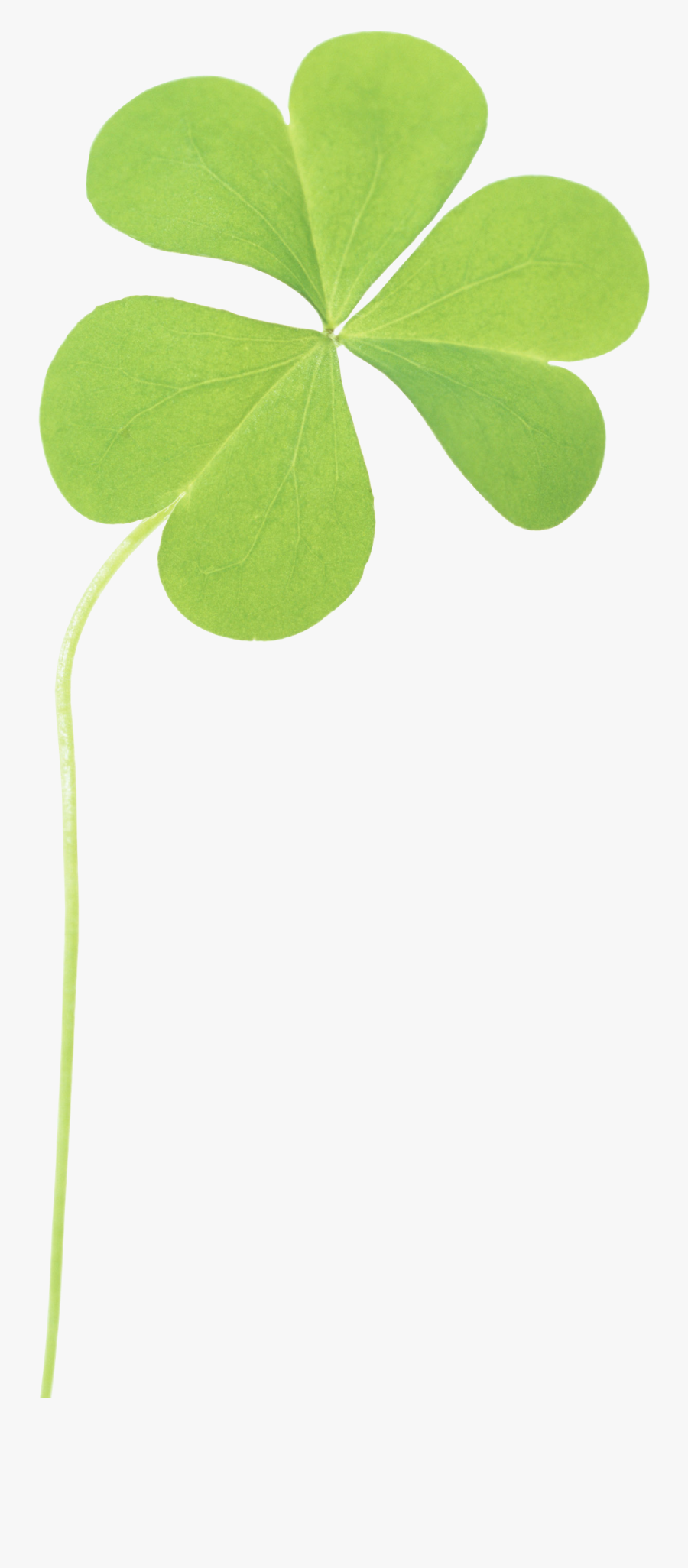Clover Png Image - M ทุ่ง หญ้า Gif, Transparent Clipart