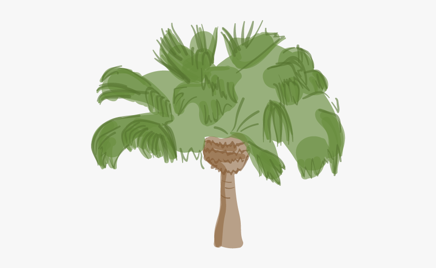 Difference Between King And Queen Palm Trees, Transparent Clipart