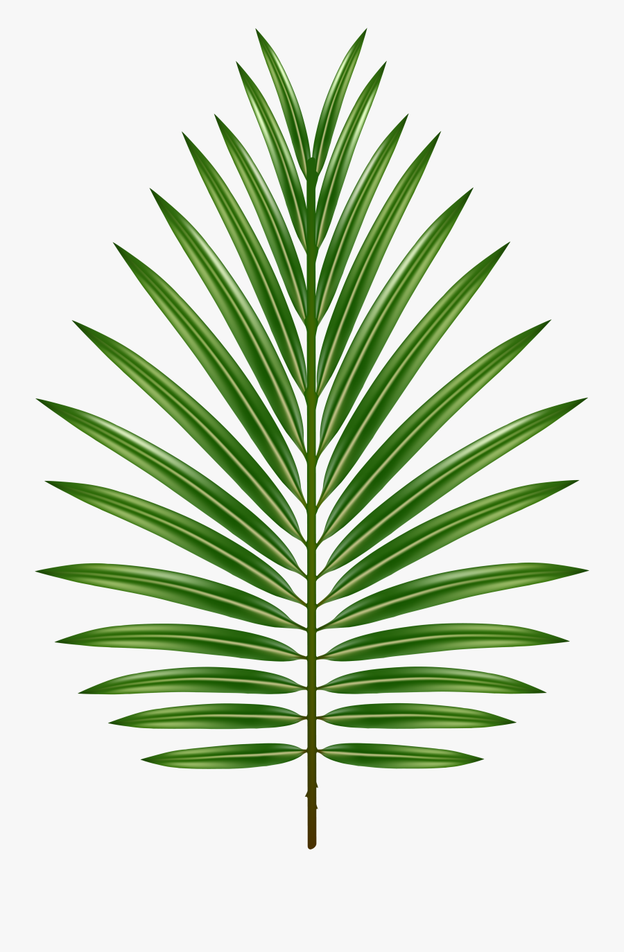 Palm Leaf Transparent Image, Transparent Clipart