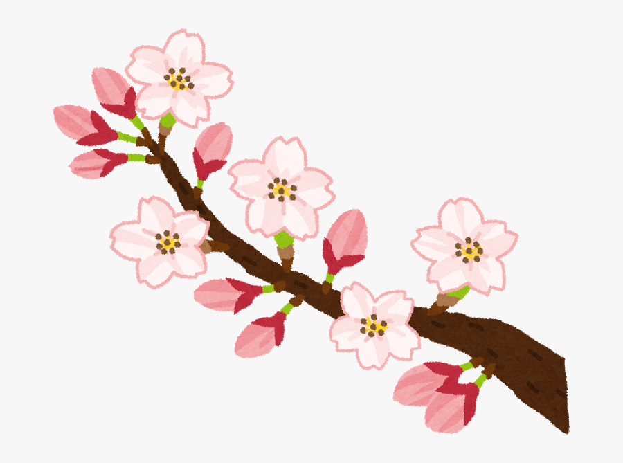 วาด รูป ดอก ซากุระ, Transparent Clipart