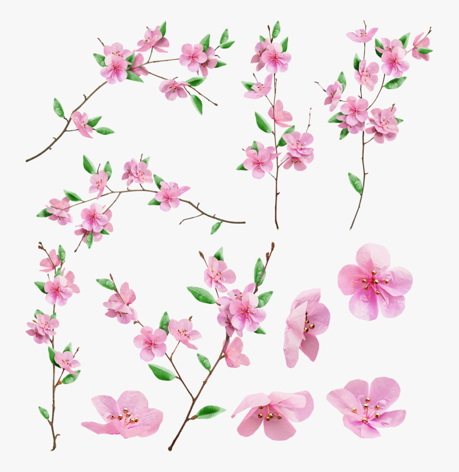Orchid, Transparent Clipart