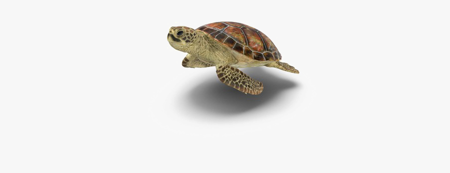Tortoise Clipart Transparent Background - Transparent Background Transparent Turtle, Transparent Clipart