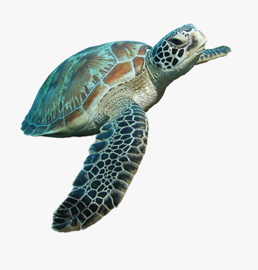 Sea Turtle Transparent Background, Transparent Clipart