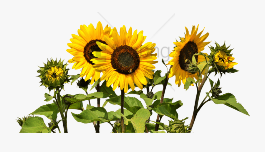 Free Png Sunflower Clipart Png Png Image With Transparent - Sunflowers Png, Transparent Clipart