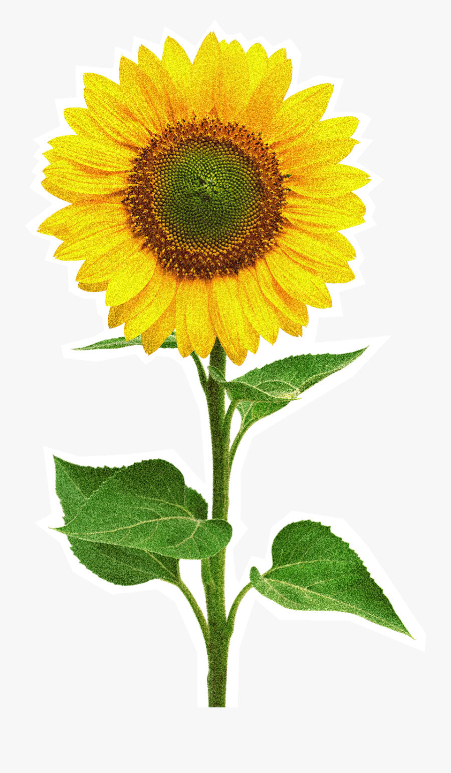 Imagen De Un Girasol, Transparent Clipart