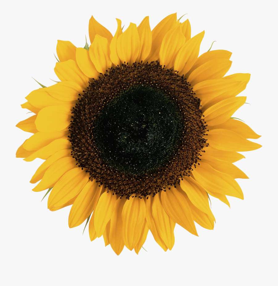 Sunflower Png, Transparent Clipart