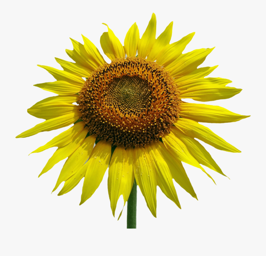 Sunflower Watercolor Png - Common Sunflower, Transparent Clipart
