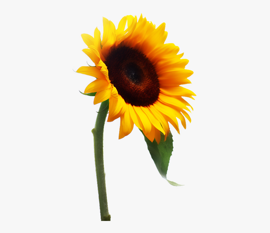 Sunflower, Transparent Clipart