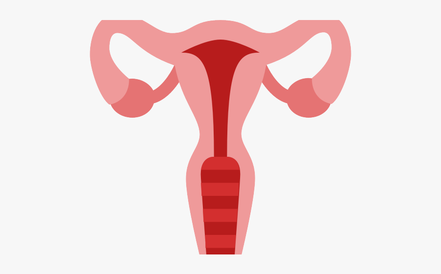 Uterus Clipart, Transparent Clipart