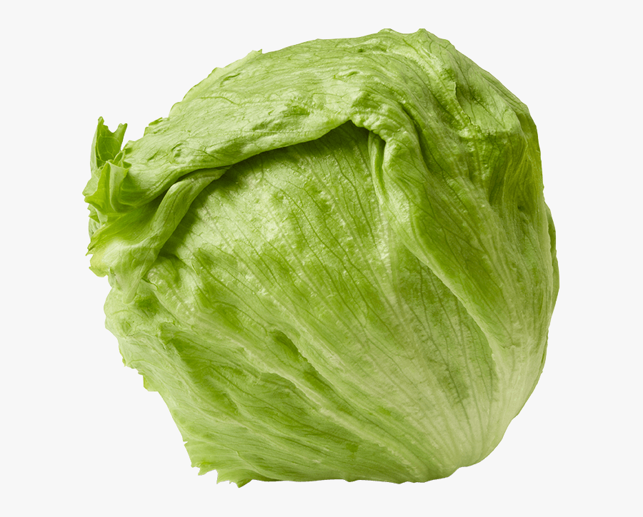 Week 26 Of Pregnancy Infant Uterus - Head Of Lettuce Salad, Transparent Clipart