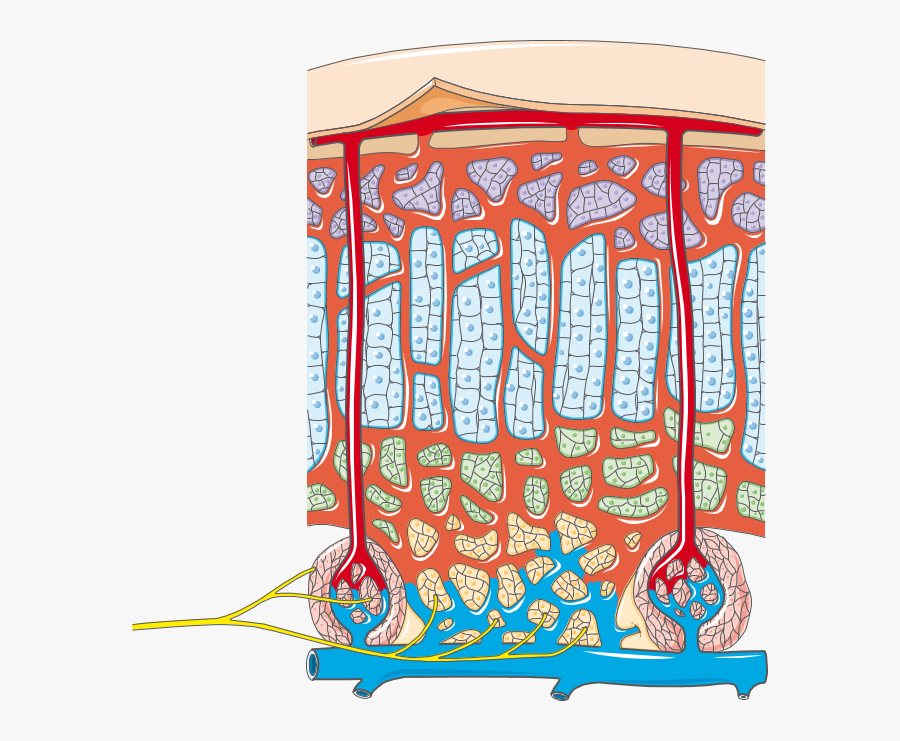 Illustration, Transparent Clipart