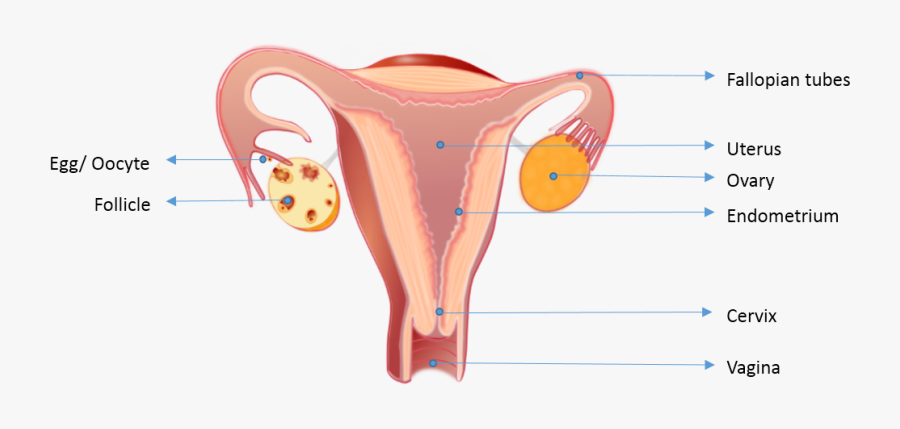 Female Reproductive System Uterus Wall, Transparent Clipart