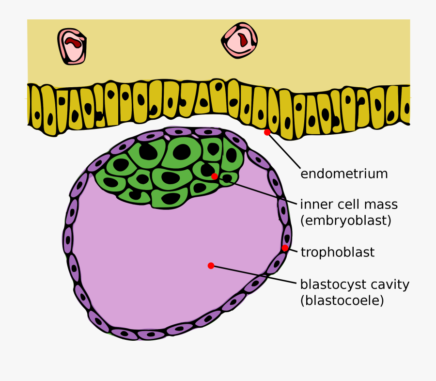 Blastocyst Trophoblast, Transparent Clipart