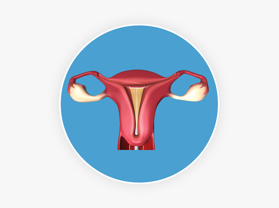 Golden Lotus, Transparent Clipart