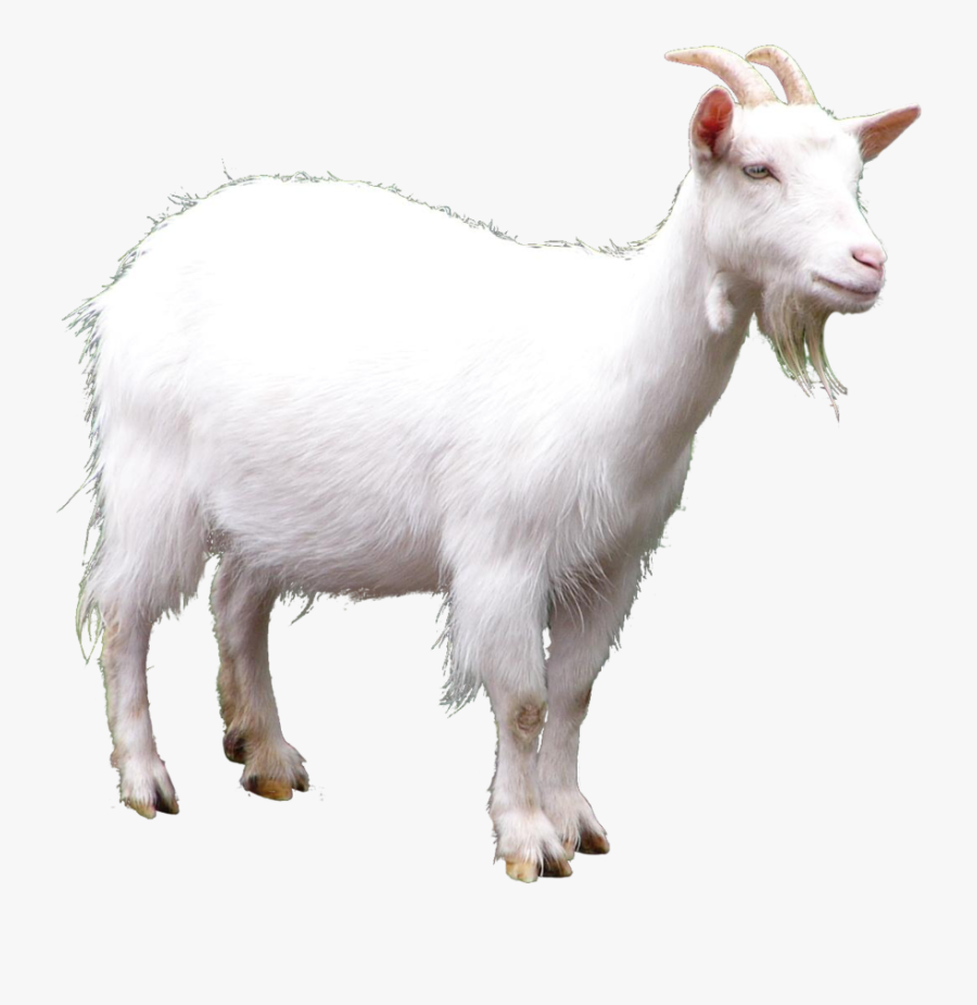 Goat Clip Art - Goat Png, Transparent Clipart