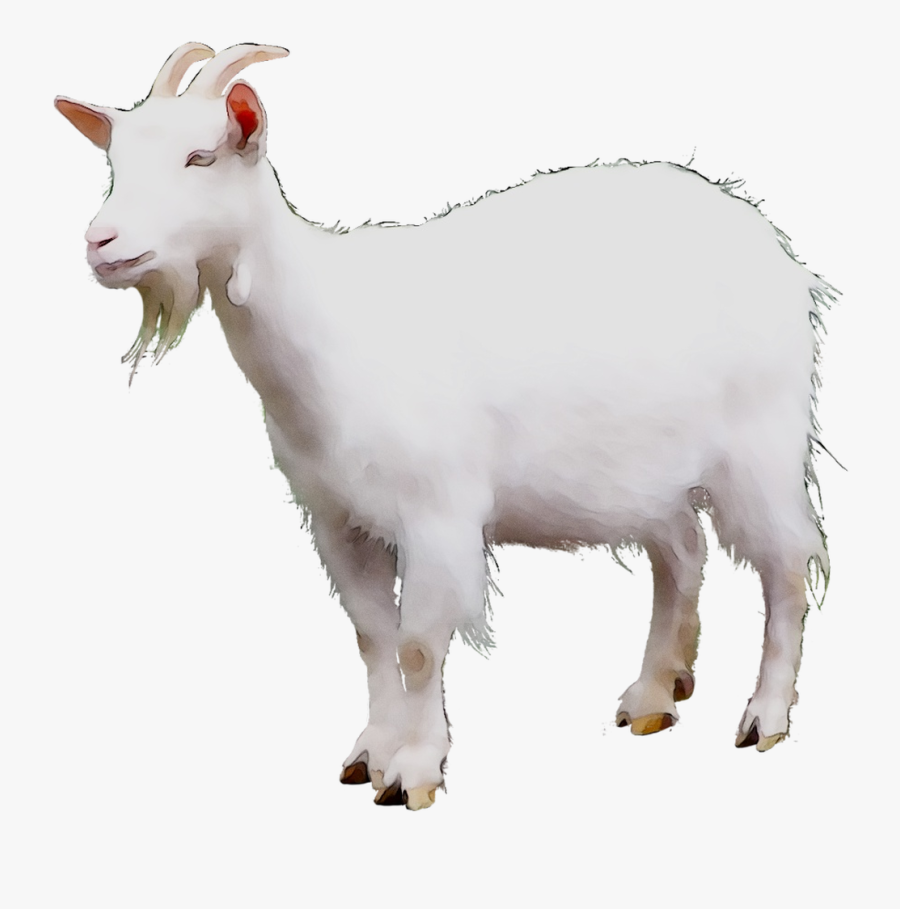 Mountain Goat Sheep Cattle Terrestrial Animal - Gambar Kambing Png, Transparent Clipart