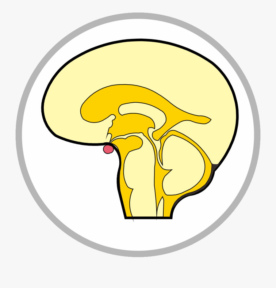 Circle, Transparent Clipart