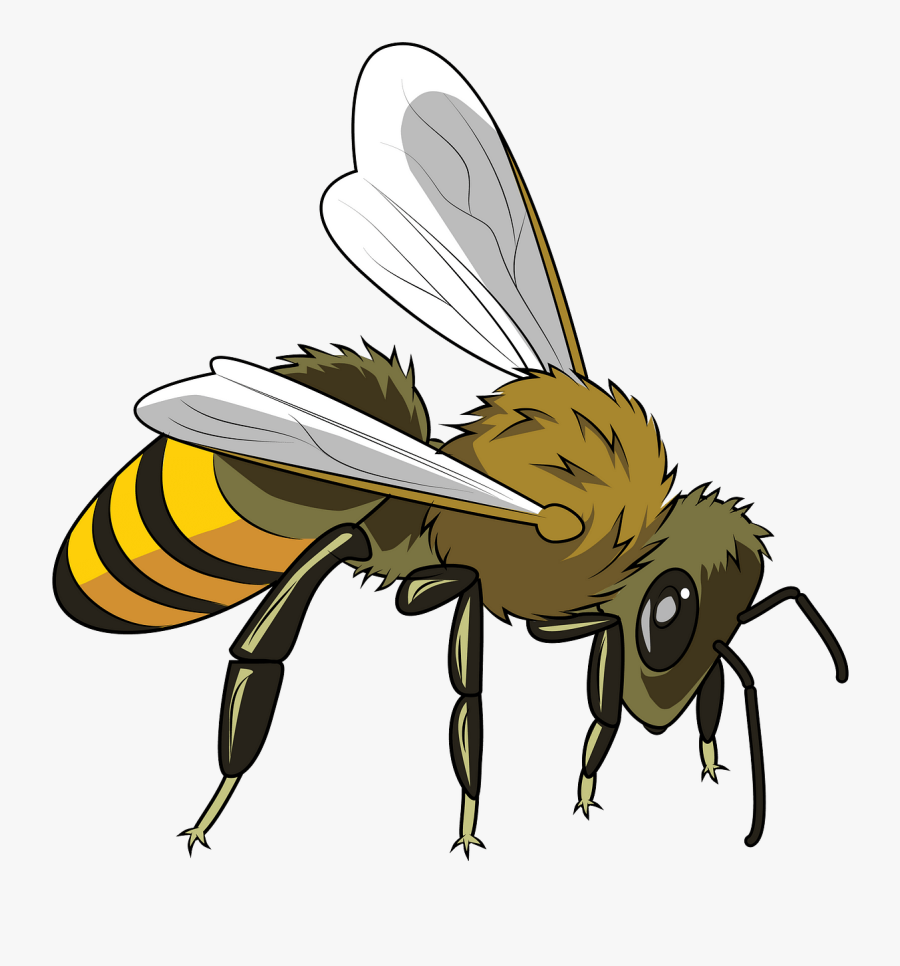 Honeybee, Transparent Clipart