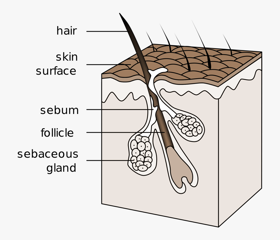 Tfw You Have An - Draw The Integumentary System, Transparent Clipart