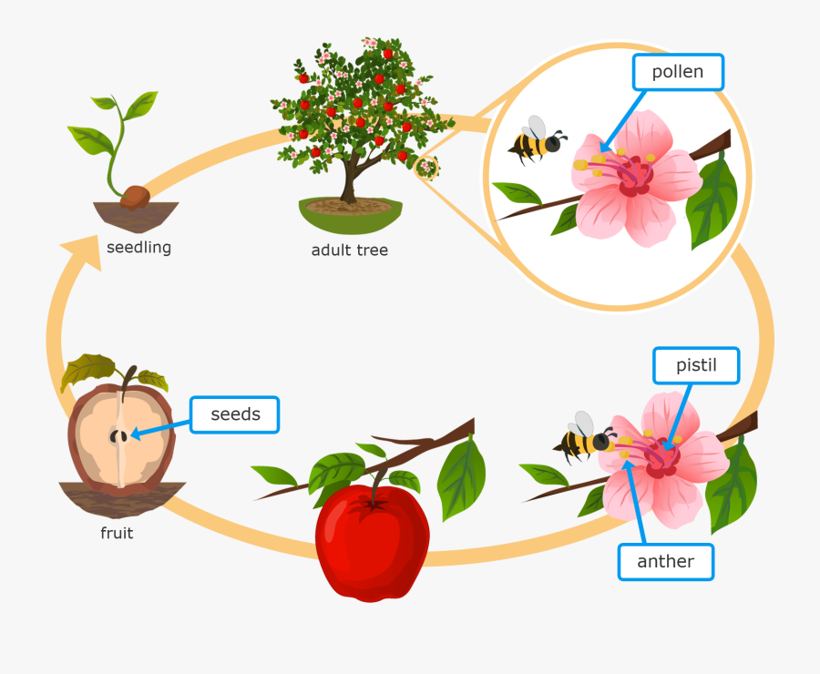 Life Cycle Of A Plant Apple, Transparent Clipart