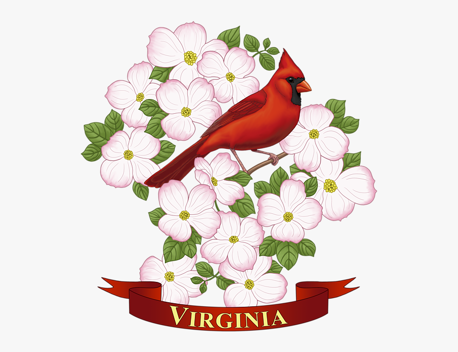 Virginia State Bird Drawing, Transparent Clipart