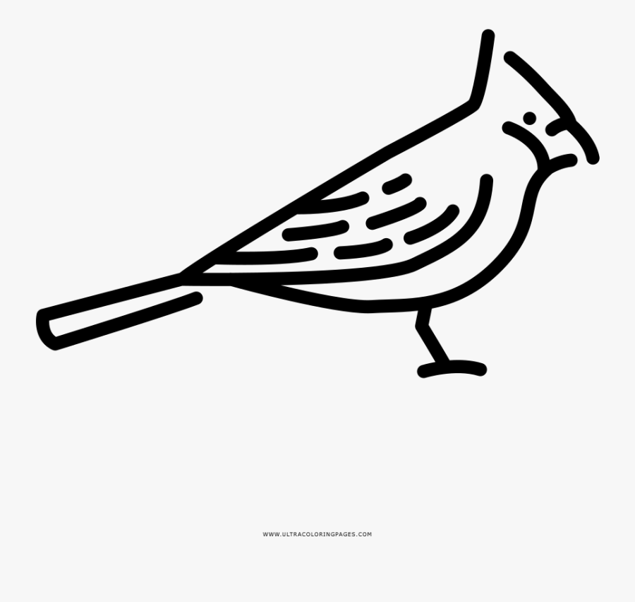 Cardinal Coloring Page, Transparent Clipart