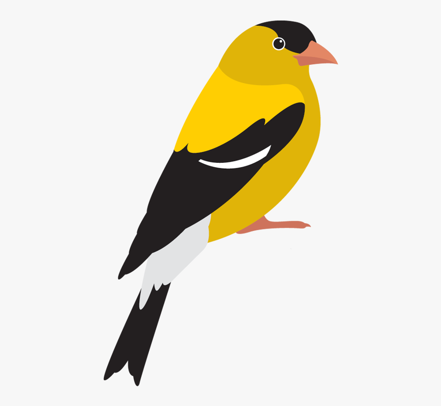 Img - Old World Oriole, Transparent Clipart
