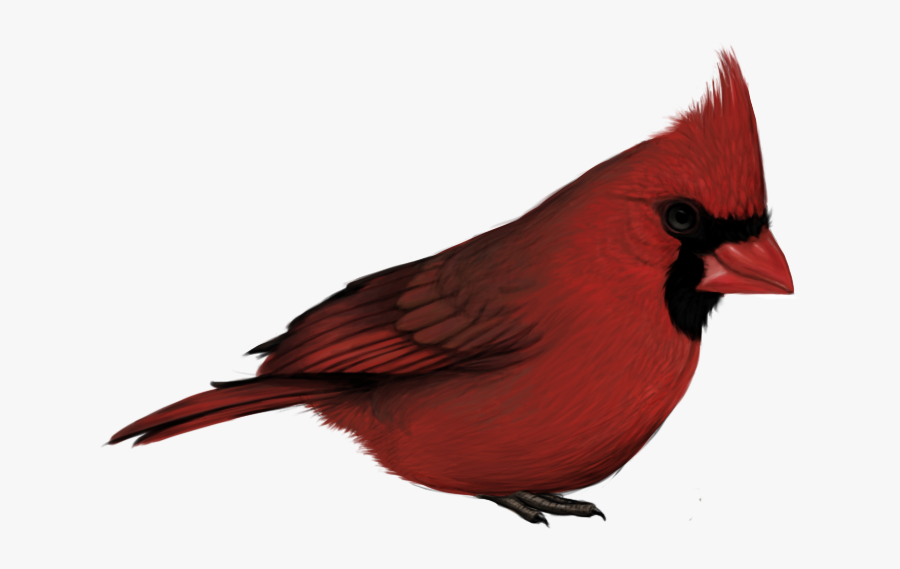 Bluejay Drawing Cardinal Transparent Png Clipart Free - Red Bird No Backgro...