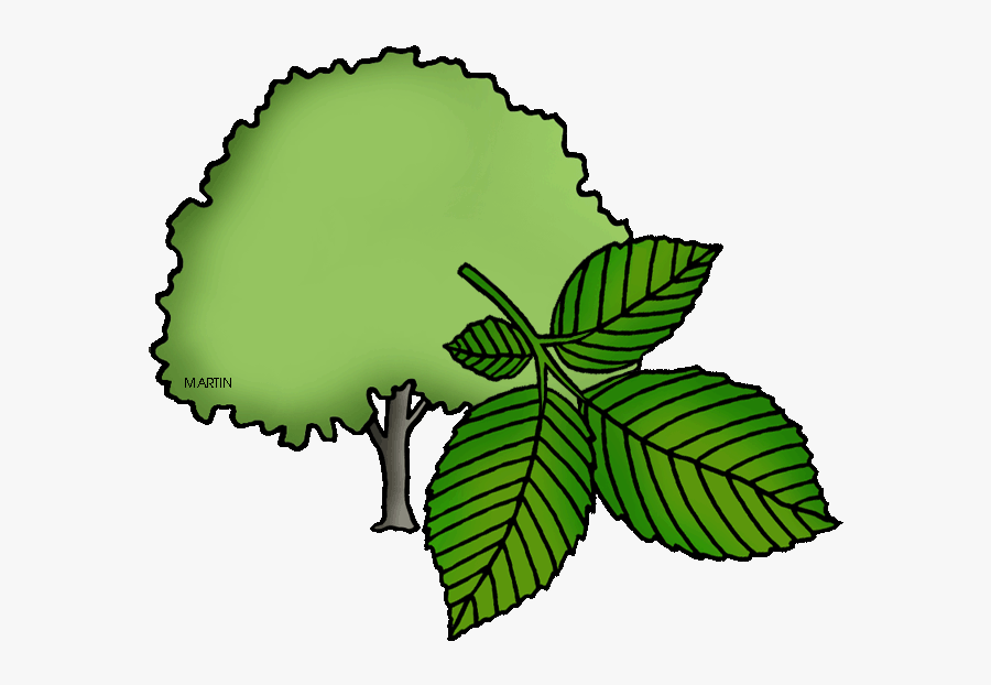 Massachusetts State Tree - Illinois State Tree Drawing, Transparent Clipart