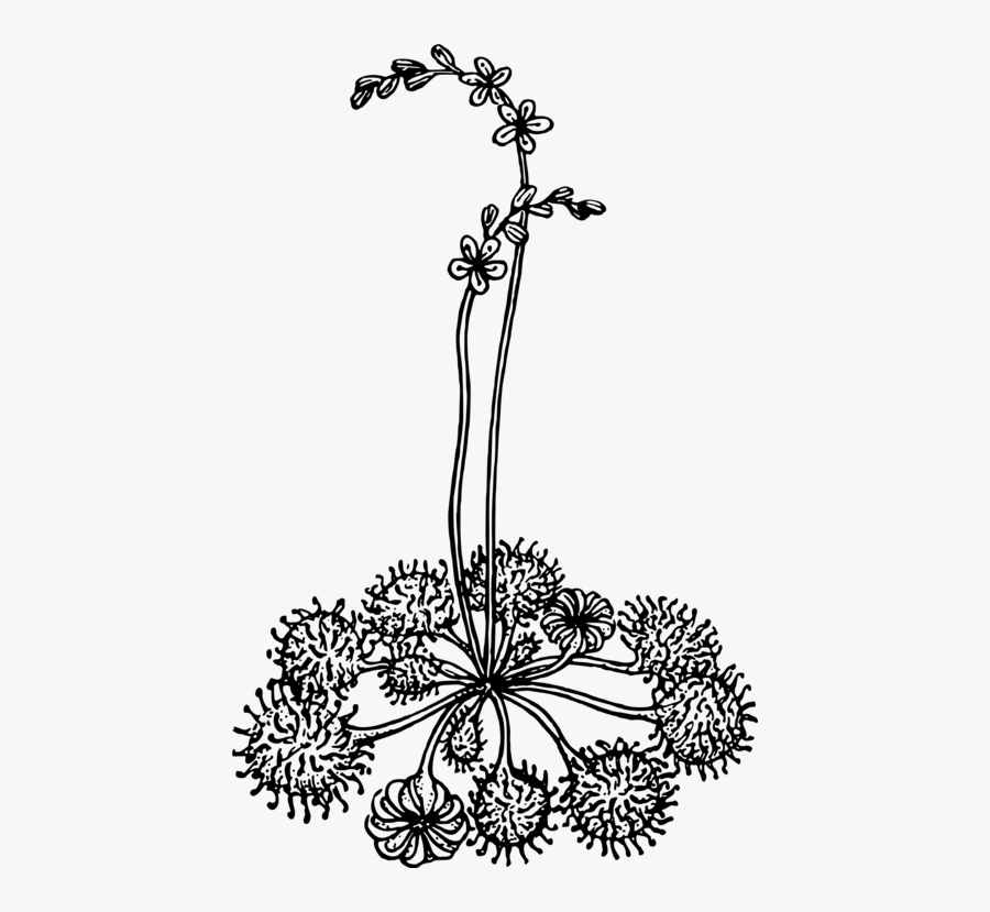 Line Art,plant,flora - Portable Network Graphics, Transparent Clipart