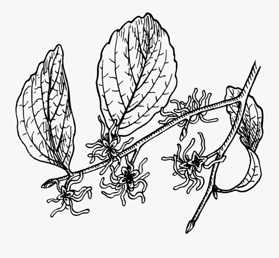 Monochrome - Witch Hazel Flower Black And White, Transparent Clipart