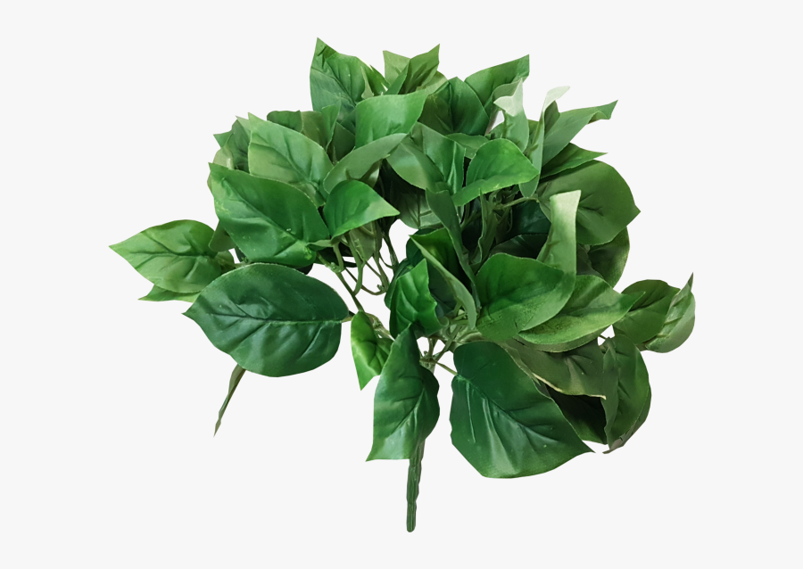 Green Jmc Floral Bush Basil Devil"s Ivy - Houseplant, Transparent Clipart