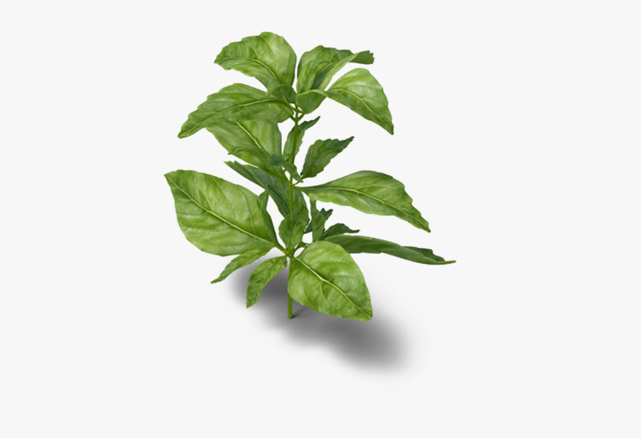 Basil Png, Transparent Clipart