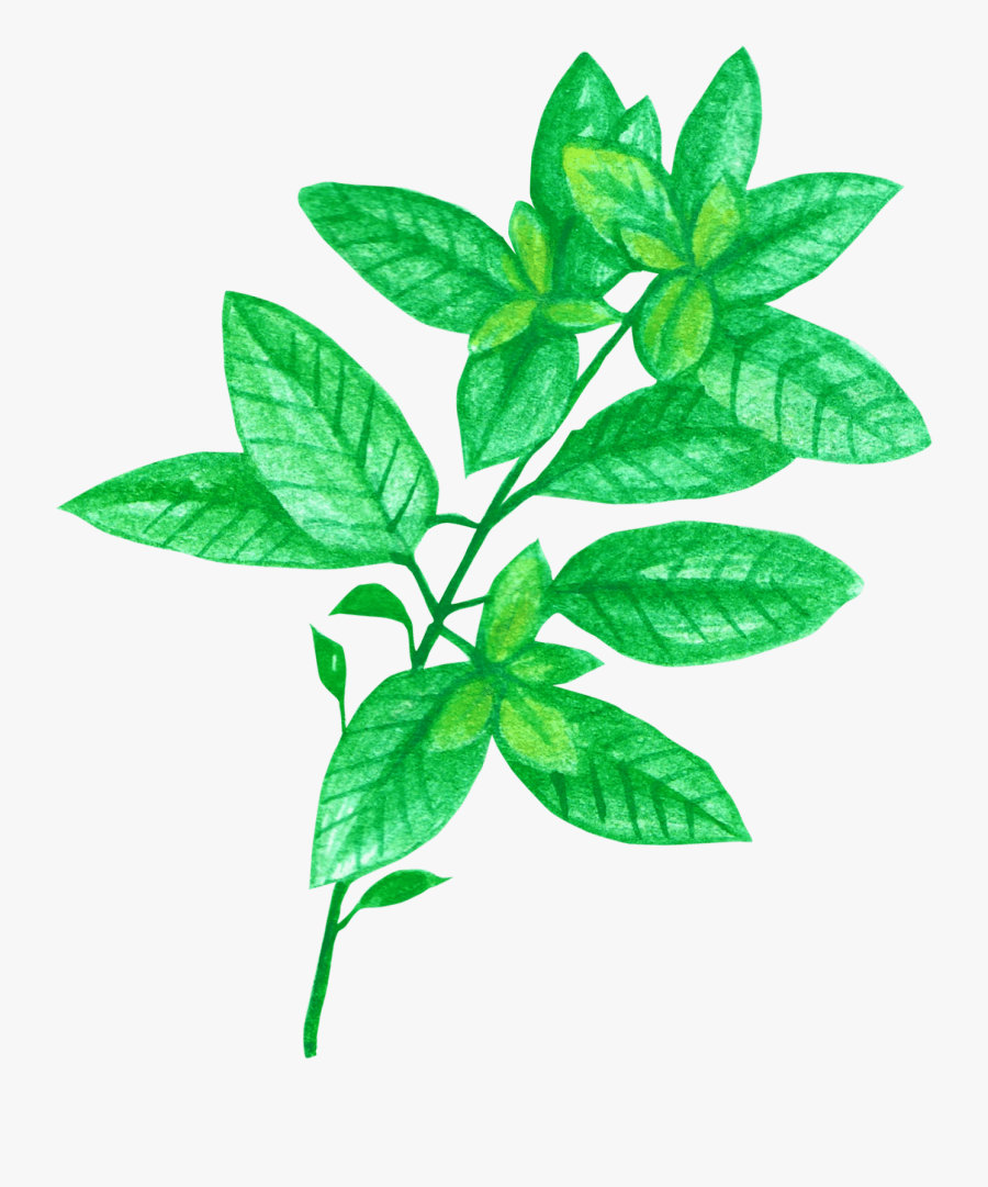 Basil For Tea - Chrysanthemum Tea, Transparent Clipart