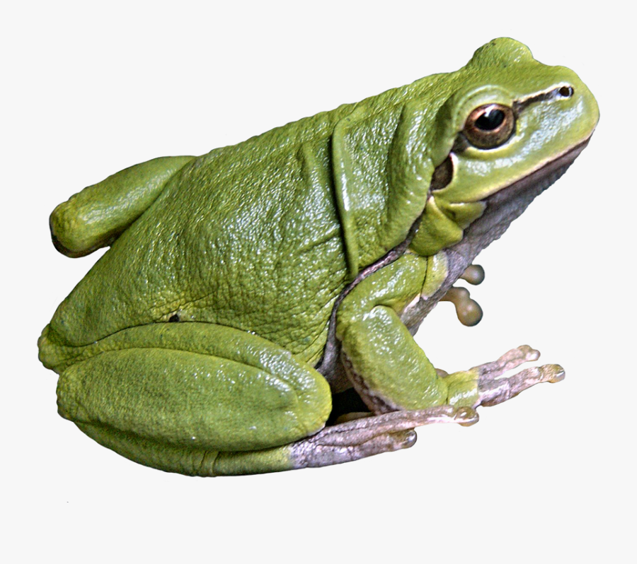 American Bullfrog Png, Transparent Clipart