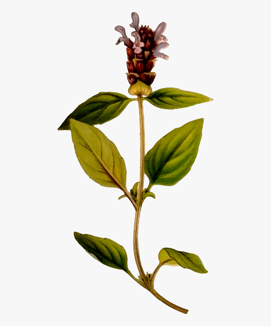 Prunella Vulgaris - Prunella Vulgaris Png, Transparent Clipart
